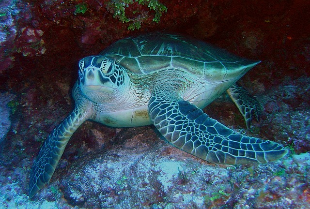 Sea Turtle